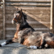 luchtzuigen-paard