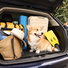 Met de auto en je hond op vakantie. Koffers ingeladen en je hond klaar om op avontuur te gaan.