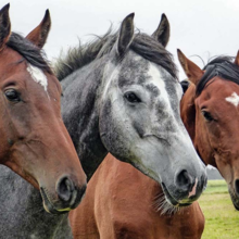 paard-scheren