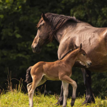paardenstal-inrichten-komst-veulen