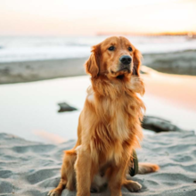 patellaluxatie-bij-honden