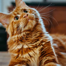peewee-kattenbak