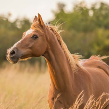 schimmelinfectie-paard