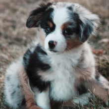 spelen-met-je-puppy