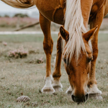 Staart-maneneczeem-sme-bij-paarden