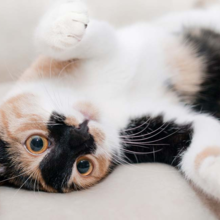 stress-bij-katten