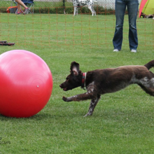 treibball-voetbal-honden