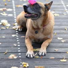 honden-trucjes-leren