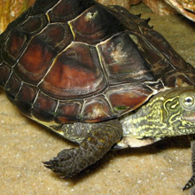 waterschildpad-als-huisdier
