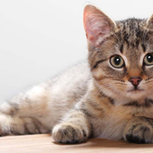 verhogen-weerstand-kat