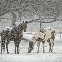 weerstand-paard-verhogen