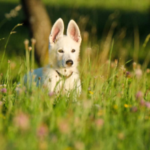 zwitserse-witte-herder